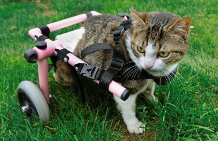 Brigitta wheel chair cat 3