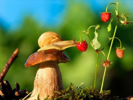 Snail mushroom strawberry