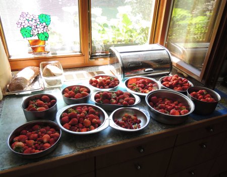 strawberry harvest DSCN0662