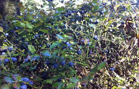 blueberries 4