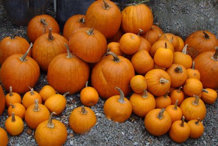 pumpkin pile 2