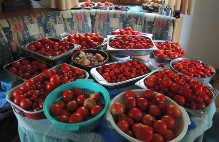 tomato harvest DSCN0861