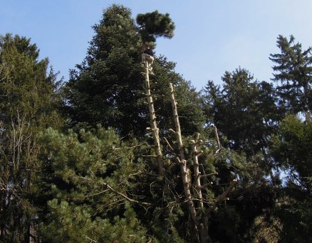 pine tree cut DSCN3030