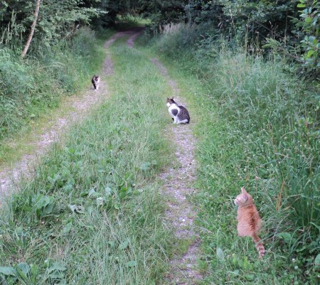 cats forest DSC00449