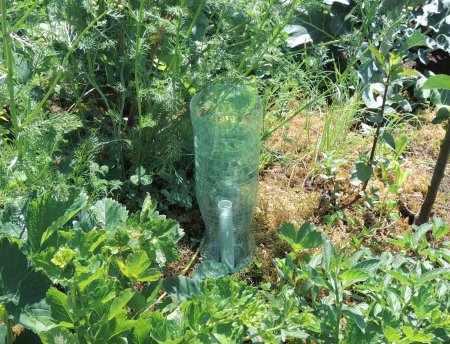 plastic bottle irrigation DSCN0919