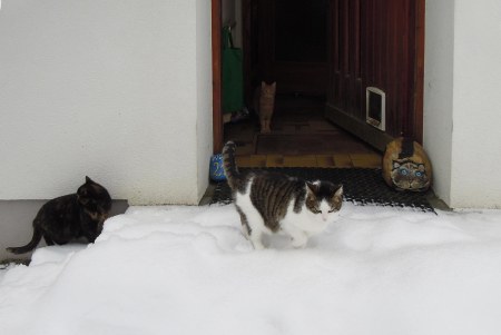 cats front door snow B